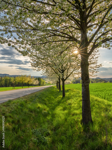 a blink in the Chery tree - Ein Blinzeln im Kirschbaum