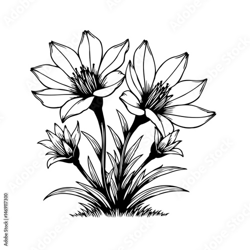 Elegant floral sketch of blossoming lilies with delicate stamen details