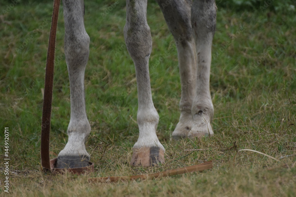 Obraz premium Beautiful Lipizzan White Horse Performing Dressage at Lipica Stud Farm, eat grass, Gray pony galloping on meadow, Gray arabian horse