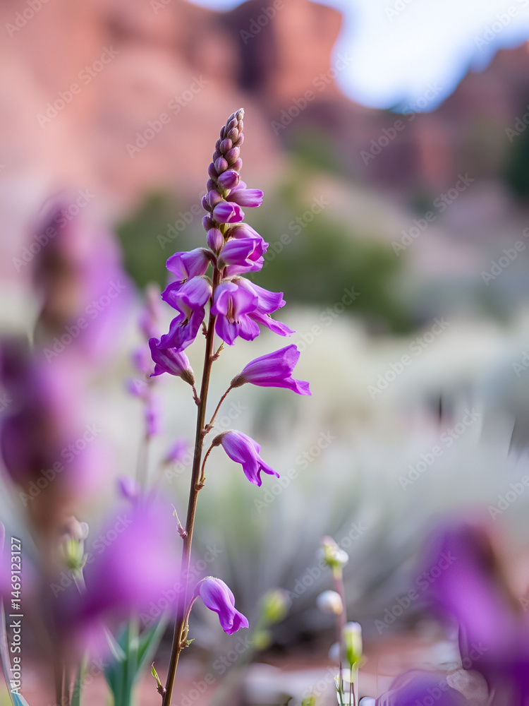Obraz premium Utah Penstemon (Penstemon utahensis) in Capitol Reef National Park during spring. Selective focus, background blur and foreground blur.