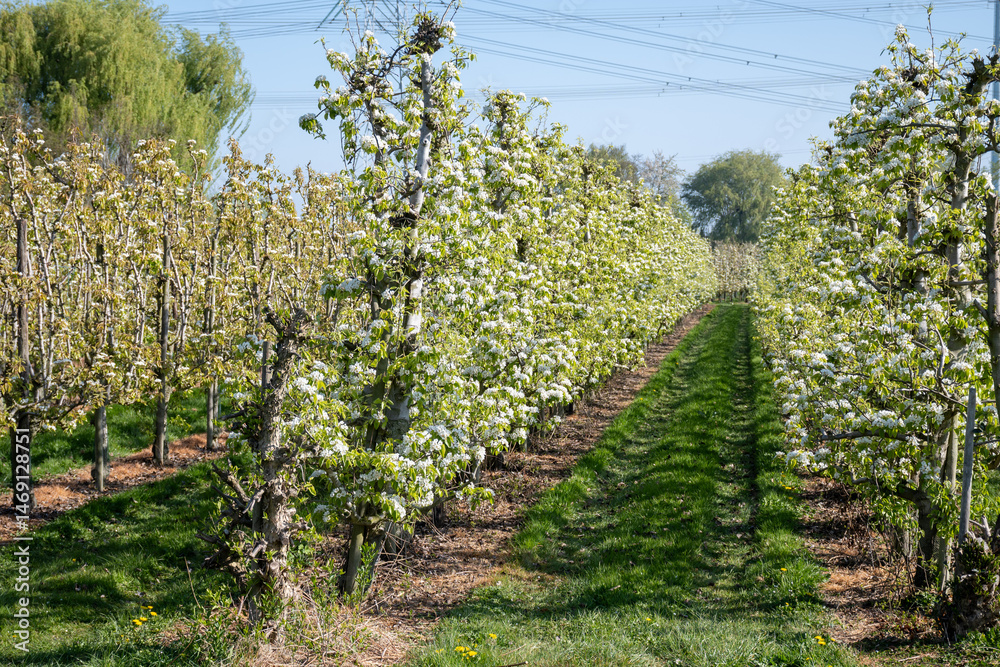 Obraz premium Rows of blossoming pear trees with white flowers, orchards in Zuid-Beveland, Zeeland, food industry in the Netherland