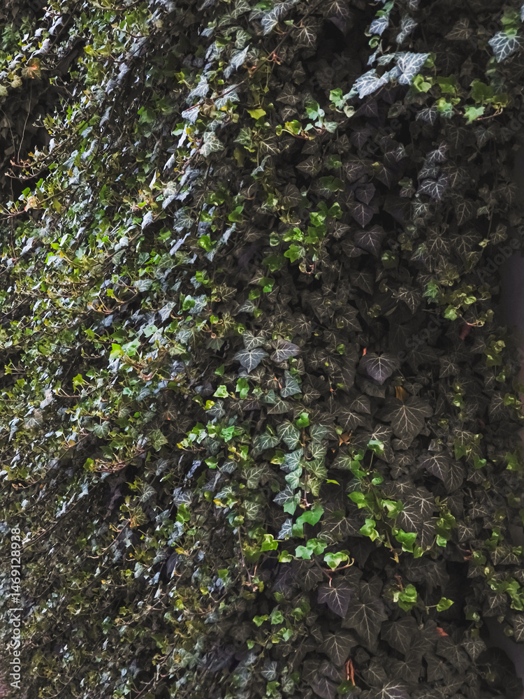 Fototapeta premium Dark green ivy covering wall in prague, czechia, copy space, wallpaper