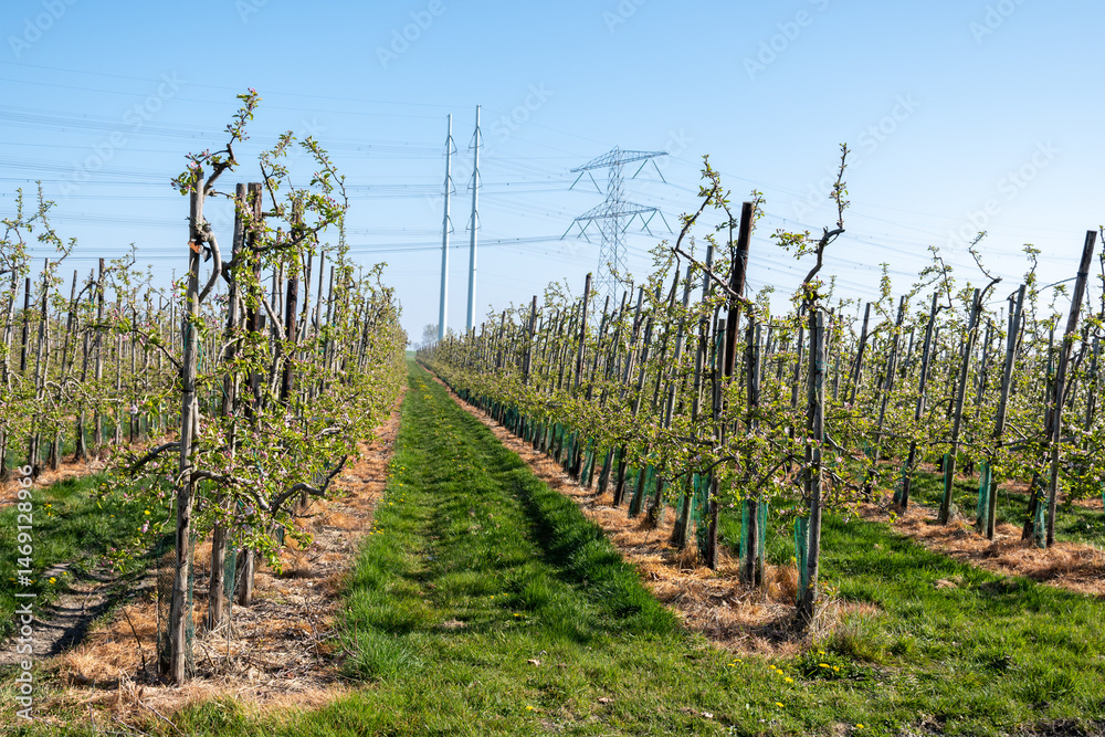Rows of blossoming apple trees with pink flowers, orchards in Zuid-Beveland, Zeeland, food industry in the Netherlands Rows of blossoming apple trees with pink flowers, orchards in Zuid-Beveland, Zeeland, food industry in the Netherlands