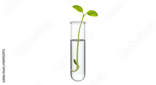 Isolated Plant Sprout in Test Tube Scientific Research photo