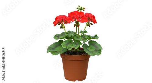 Isolated Red Geranium in Pot Flowering Plant