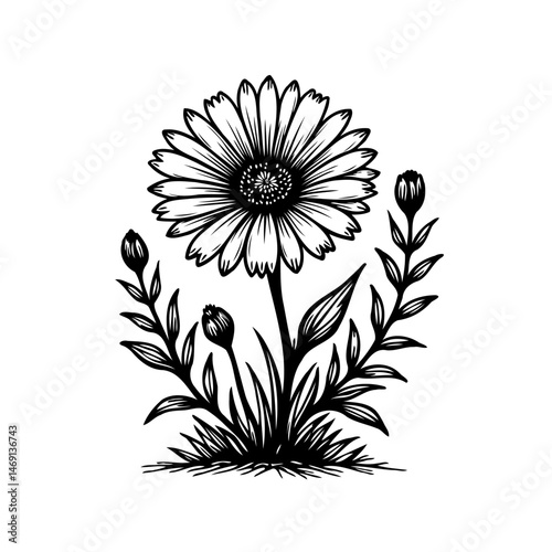 Botanical illustration showcasing a daisy bloom with surrounding buds in monotone