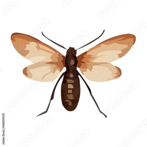 insect on white background