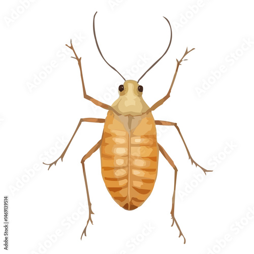 cockroach isolated on white