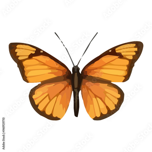 butterfly isolated on white