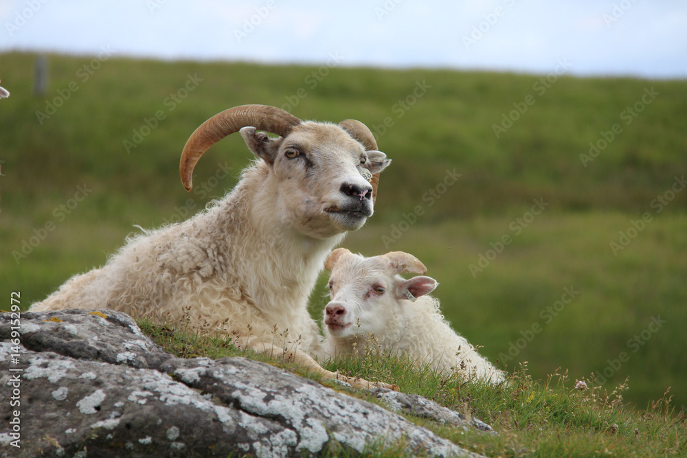 Fototapeta premium Icelandic breed of domestic sheep