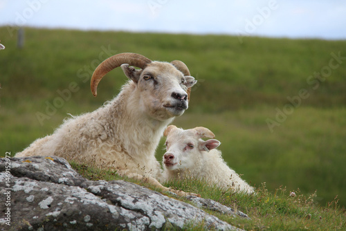  Icelandic breed of domestic sheep photo