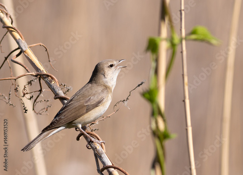 Garden warbler, Sylvia borin. A bird sings sitting on a reed on a riverbank
