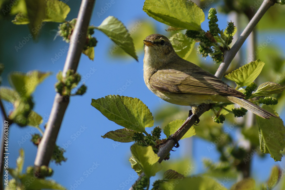 Obraz premium Common Chiffchaff on a branch