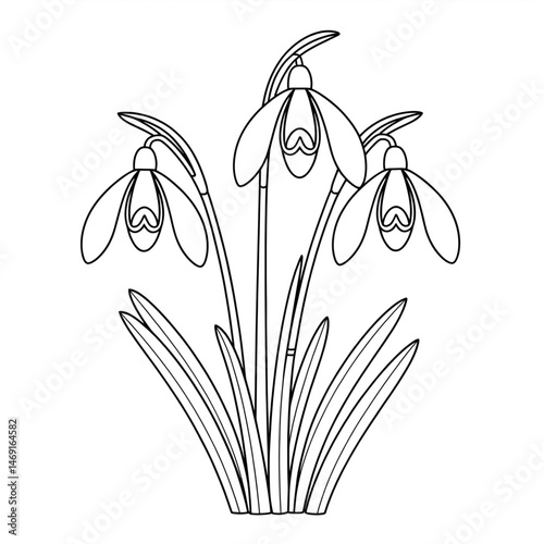 A beautiful snowdrop flowers illustration line art of a coloring page