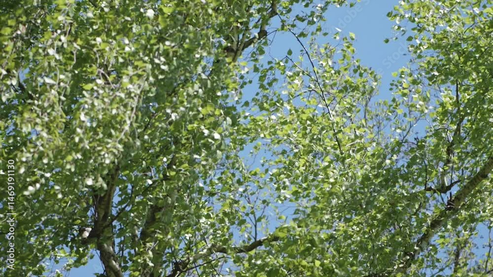 Slow motion macro of vibrant green foliage in a lakeside forest, suited for nature, wellness, or environmental topics. Slow motion macro of vibrant green foliage in a lakeside forest, suited for nature, wellness, or environmental topics.