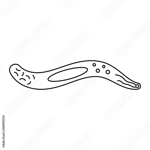 Sporozoite