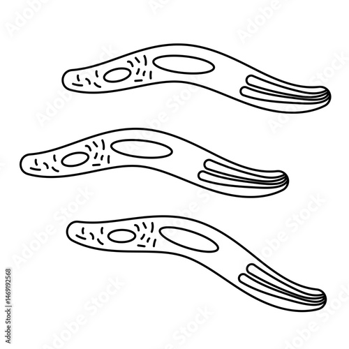 Sporozoite