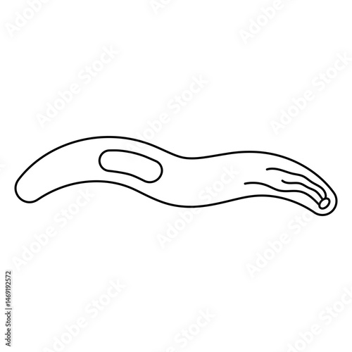 Sporozoite