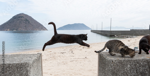 堤防を飛び越える可愛い猫