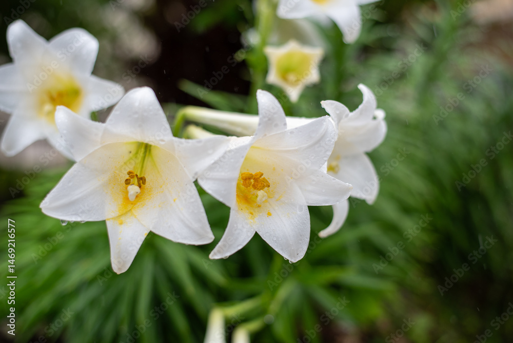 雨に濡れて雨粒の残る白いテッポウウユリの花 雨に濡れて雨粒の残る白いテッポウウユリの花