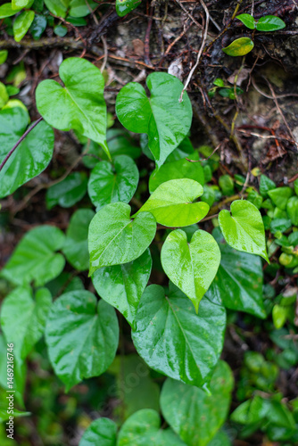 Wallpaper Mural 雨に濡れて艶のあるツタの葉 Torontodigital.ca
