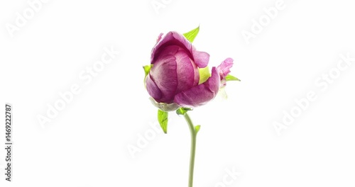 Bright peony flower blooming on white.Time-Lapse