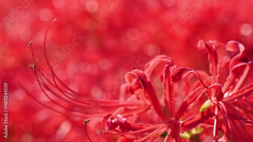 ヒガンバナのクローズアップ 5倍スローモーション