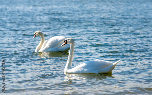 Fototapeta Naklejka Na Ścianę i Meble -  Swans swim in the lake
