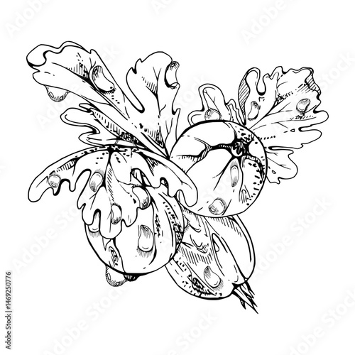 Gooseberry berries leaves in water dew drops, ripe garden Currant huckleberry casseille jostaberry. Isolated botanical illustration, hand drawn in vector ink. For restaurant, cafe menu, farmers market