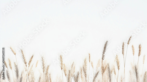 Ears of wheat isolated on white background 