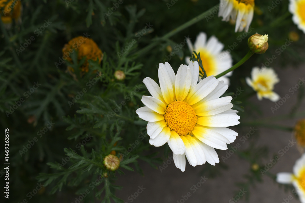 Obraz premium White Yellow Crown Daisy, Close-up of a white and yellow crown daisy flower, blooming in nature, Close-up shot of beautiful White yellow Crown Daisy flower (Chrysanthemum coronarium), Crown Daisy,