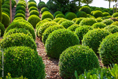 Well-maintained round green shrubs of evergreen boxwood are showcased in a garden in France. The vibrant greenery adds life to the landscape under clear skies.