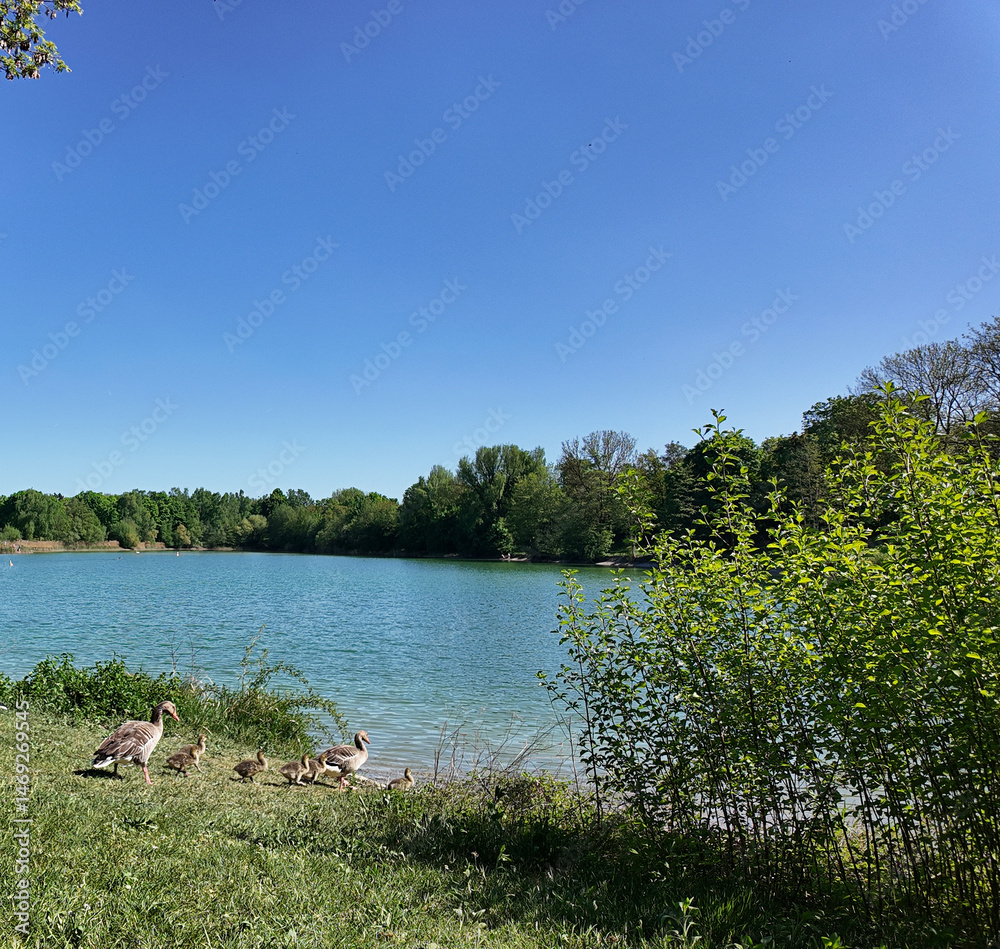 Fototapeta premium Lake of Garching near Munich, spring 2025: duck family going to swim