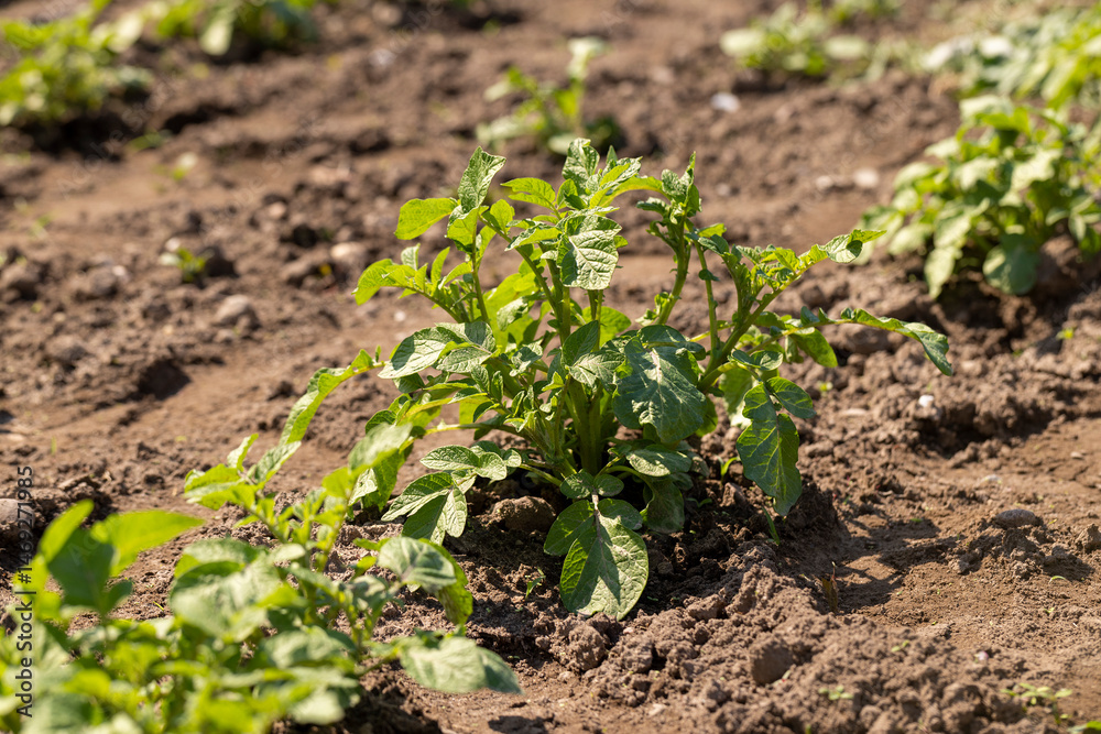 new green potato foliage in the field in the spring season, new green potato foliage in the field new green potato foliage in the field in the spring season, new green potato foliage in the field