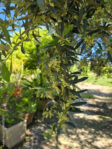 Flowering olive branch in Italy, Olive tree buds and flowers