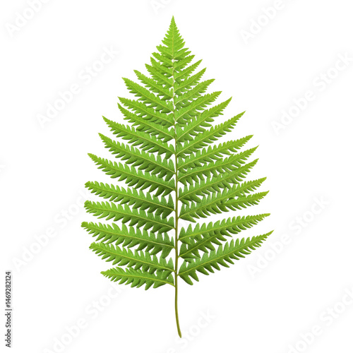 Detailed Green Fern Leaf Isolated on White  for Nature Use Isolated on transparent background