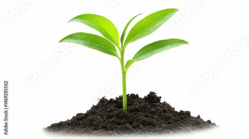 A young plant sprouting from the soil with fresh green leaves, symbolizing growth and new beginnings.