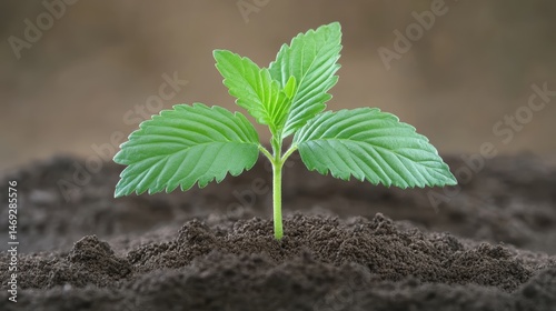 A young plant sprouting from the soil with fresh green leaves, symbolizing growth and new beginnings.
