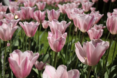 Horizontal banner with tulips, flowers. Tulip field, pink tulips.