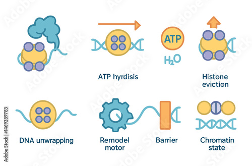 Biology molecular line icons set – dna, genetic, cellular process symbols