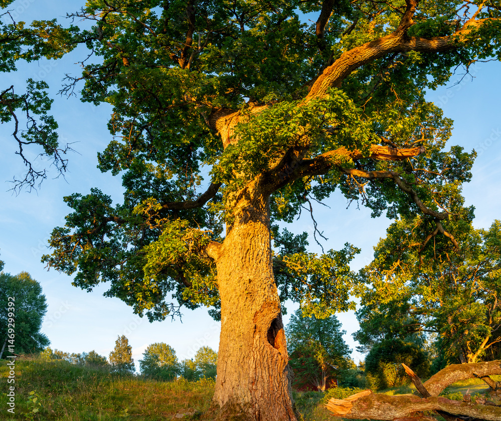 Gigantischer Baum im Abendrot
