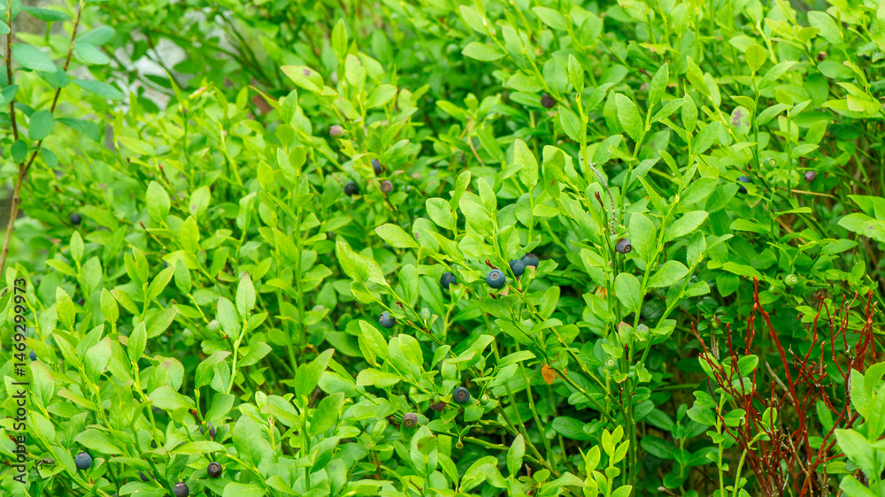 Wilde Blaubeeren in Schweden