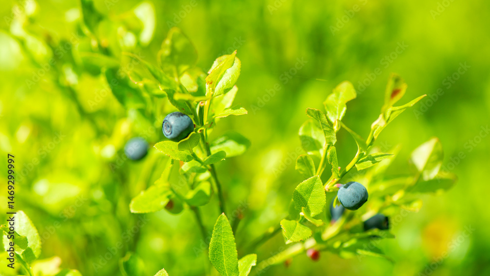 Wilde Blaubeeren in Schweden