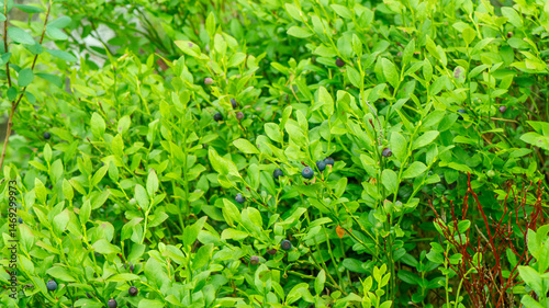 Obraz na płótnie Wilde Blaubeeren in Schweden w salonie