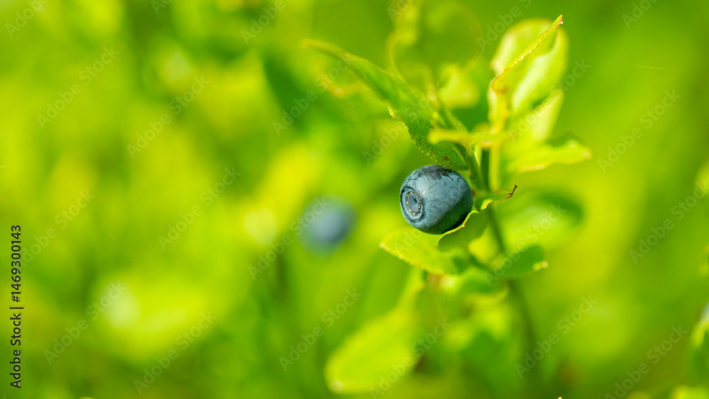 Wilde Blaubeeren in Schweden