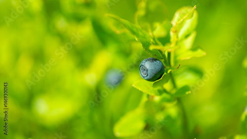 Obraz na płótnie Wilde Blaubeeren in Schweden w salonie