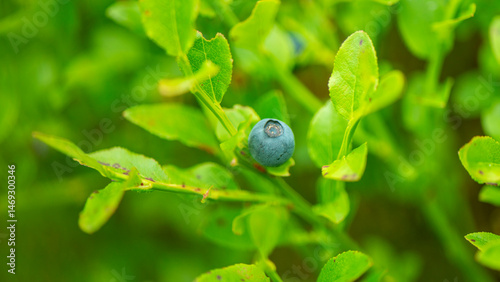 Obraz na płótnie Wilde Blaubeeren in Schweden w salonie