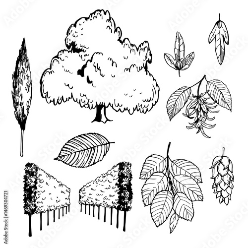 Hand-drawn hornbeam  tree (carpinus betulus). Vector sketch illustration
