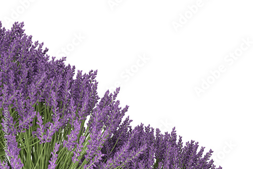 Many shrubs and flowering plants in a small garden