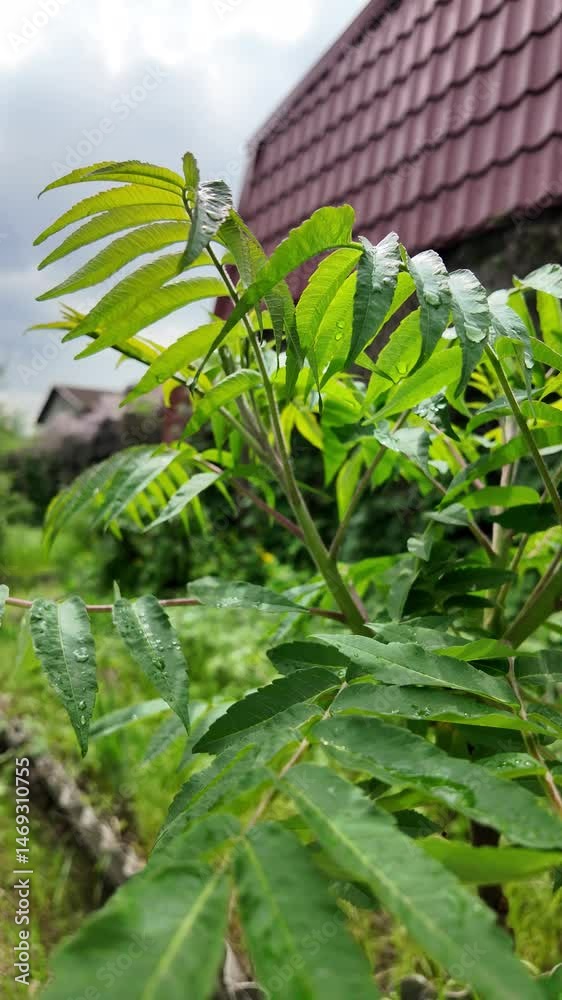 young green leaves slow motion video. acacia leaves. green leaves in spring against the sky. large raindrops on tree branches.